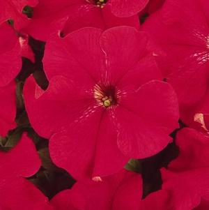 Petunia hybrida 'Dreams Red'