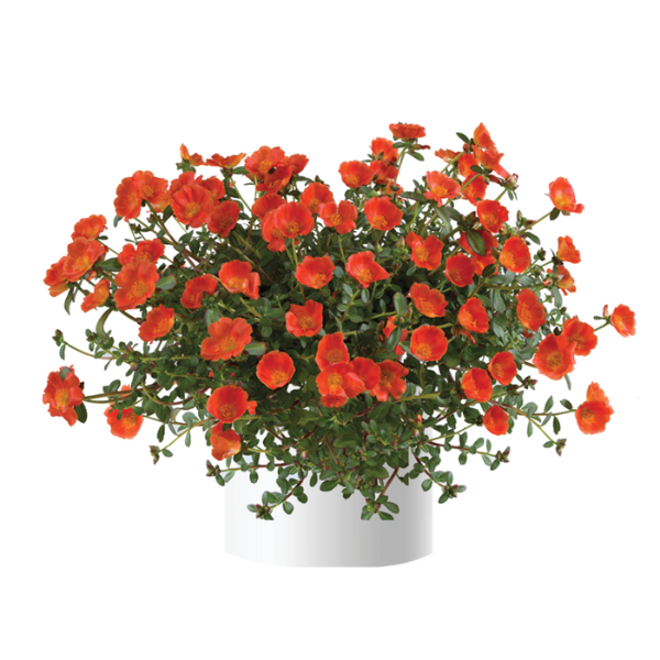 Portulaca oleracea 'Mega Pazzaz Orange'