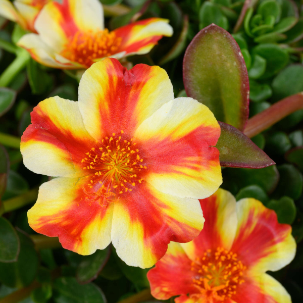 Portulaca oleracea 'Mega Pazzaz Papaya Twist'