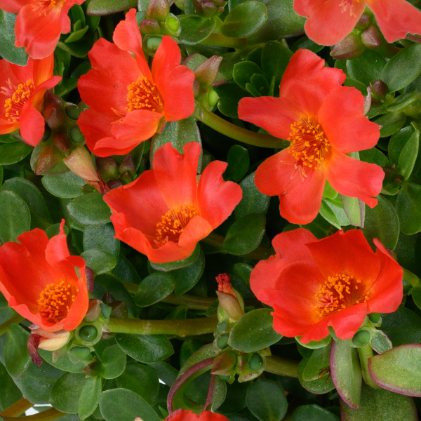 Portulaca oleracea 'Pazzaz Nano Deep Orange'