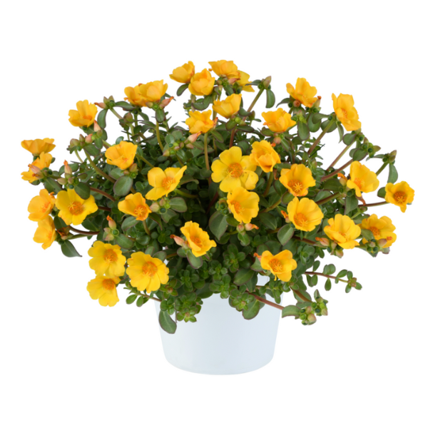 Portulaca oleracea 'Pazzaz Nano Gold'