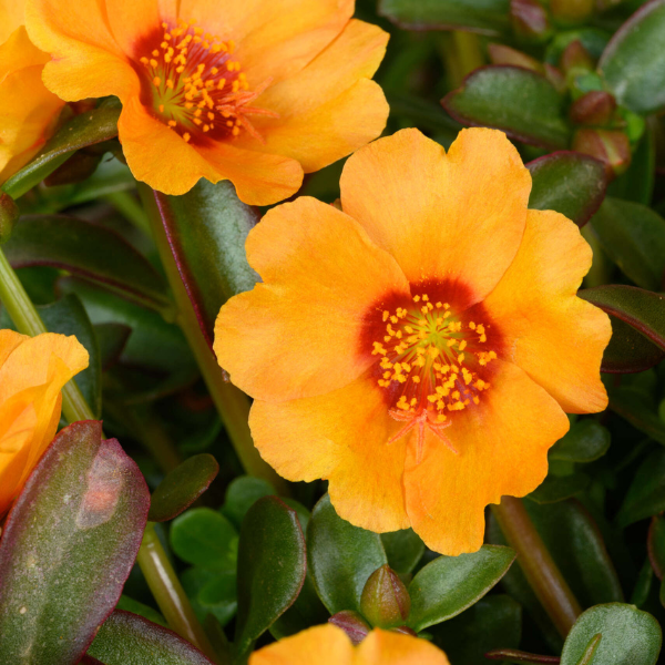 Portulaca oleracea 'Pazzaz Nano Mango'