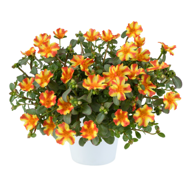 Portulaca oleracea 'Pazzaz Nano Orange Twist'