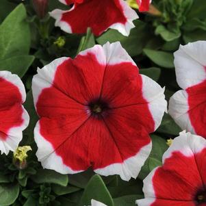 Petunia hybrida 'Dreams Red Picotee'