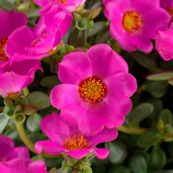 Portulaca oleracea 'Pazzaz Nano Purple'