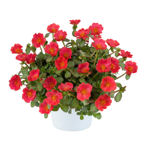 Portulaca oleracea 'Pazzaz Nano Tropical Punch'