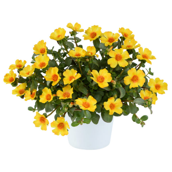 Portulaca oleracea 'Pazzaz Nano Yellow Twist'