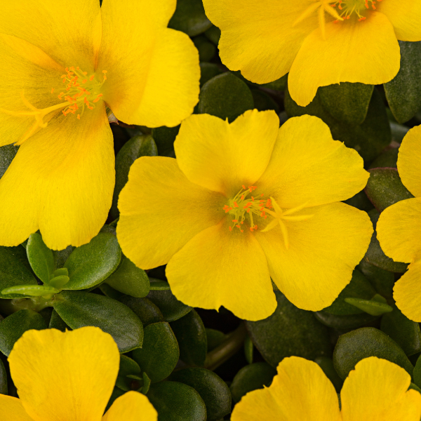 Portulaca oleracea 'SeaGlass Limon'