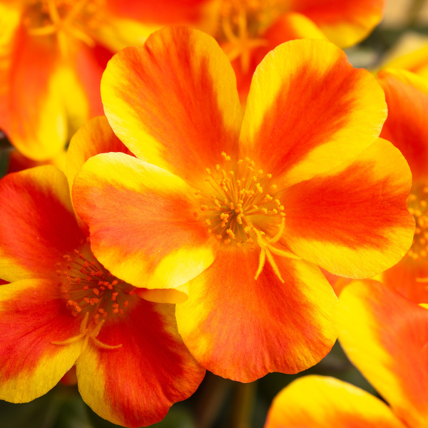 Portulaca oleracea 'SeaGlass Orange Shandy'