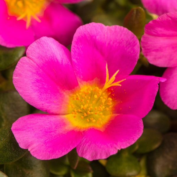 Purslane