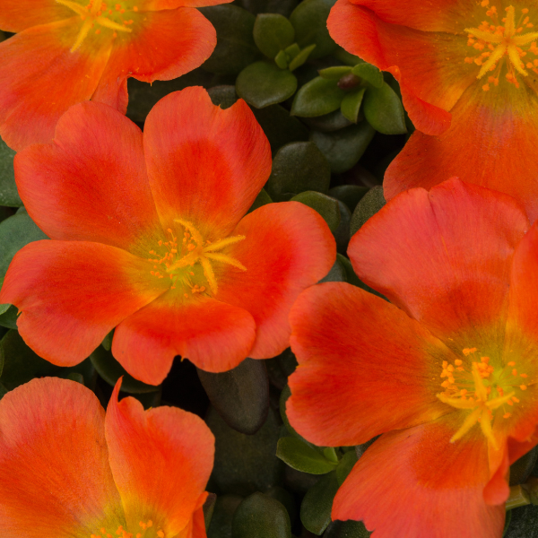 Portulaca oleracea 'SeaGlass Tangerine'