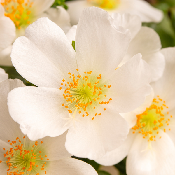 Purslane
