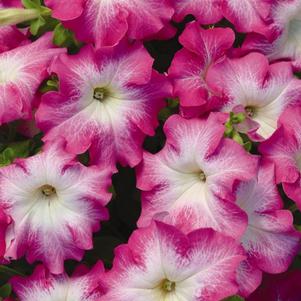 Petunia hybrida 'Dreams Rose Morn'