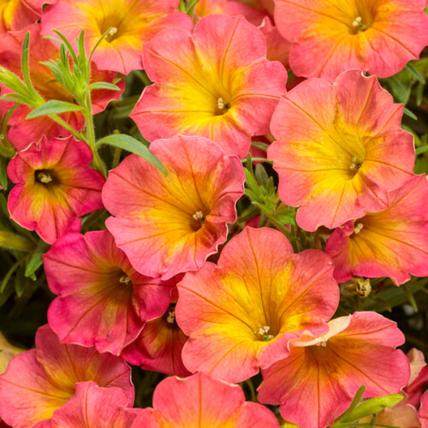 Petunia hybrida 'Supertunia Persimmon'