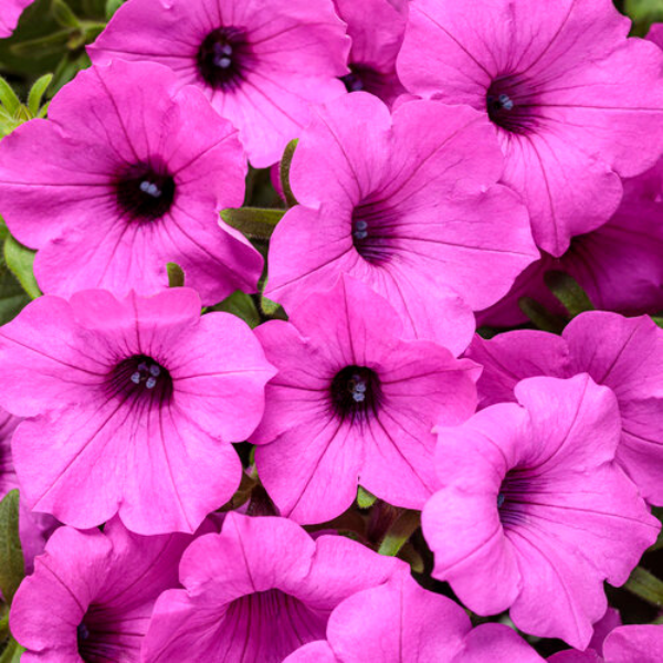 Petunia hybrida 'Supertunia Vista Jazzberry'