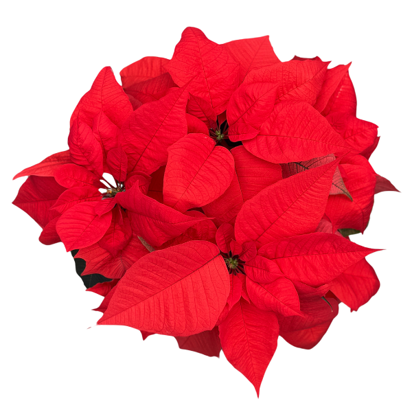 Poinsettia euphorbia pulcherrima 'Norwin Orange'
