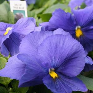 Pansy viola x wittrockiana 'Delta Premium True Blue'