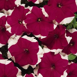 Grandiflora Petunia