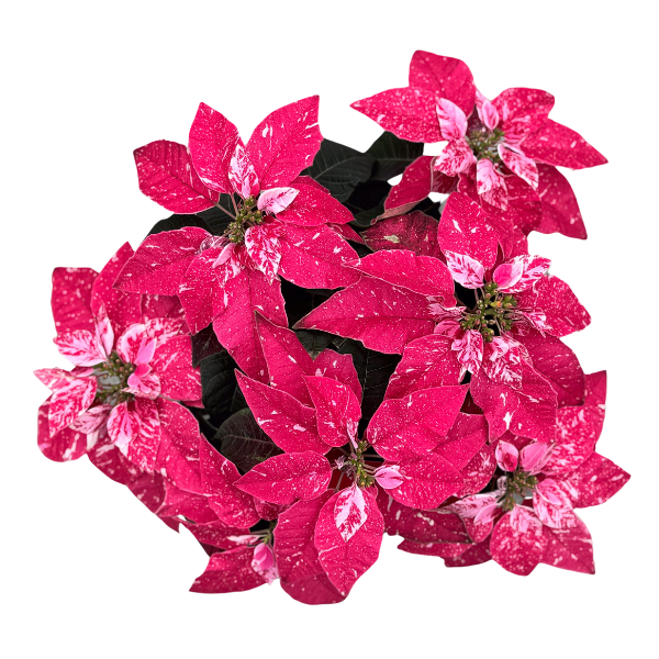 Poinsettia euphorbia pulcherrima 'Princettia Sparkling Rouge'