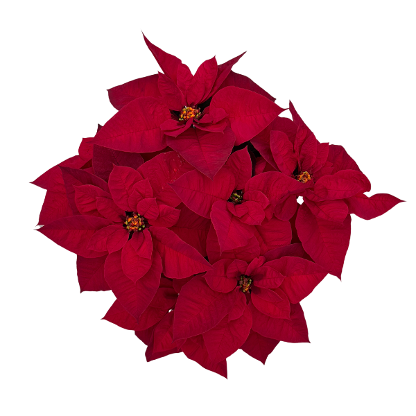 Poinsettia euphorbia pulcherrima 'Ruby Red'