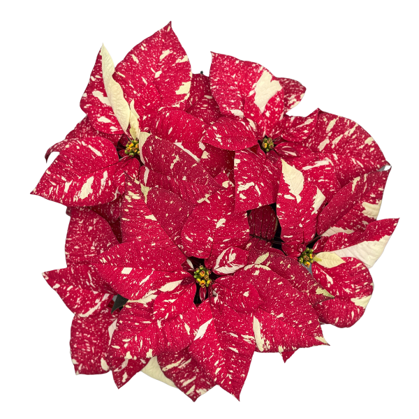 Poinsettia euphorbia pulcherrima 'Superba New Glitter'