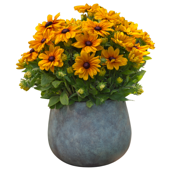 Rudbeckia hirta 'Sunbeckia Carolina'