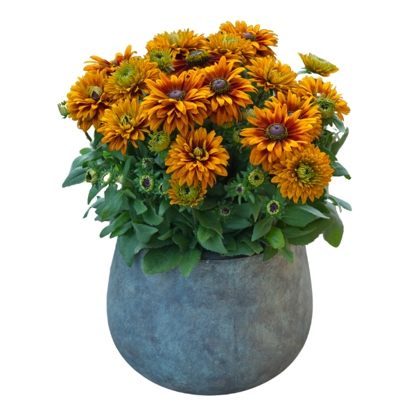 Rudbeckia hirta 'Sunbeckia Graffiti Caramel'