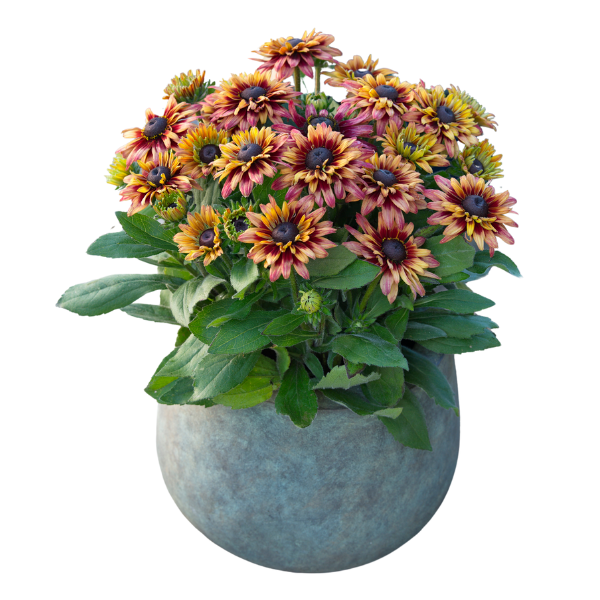 Rudbeckia hirta 'Sunbeckia Graffiti Cherry'