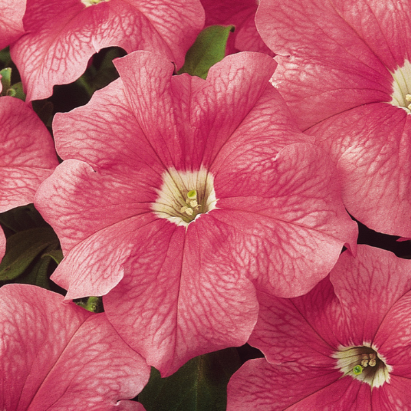 Grandiflora Petunia