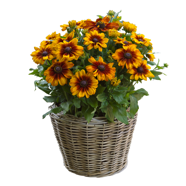 Rudbeckia hirta 'Sunbeckia Luna'
