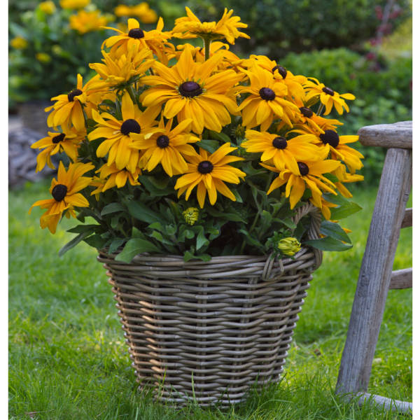 Rudbeckia hirta 'Sunbeckia Paulina'