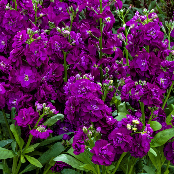 Stock matthiola incana 'Mime Blue'
