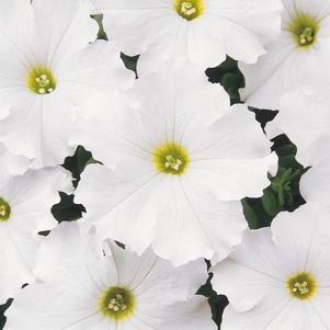 Petunia hybrida 'Dreams White'