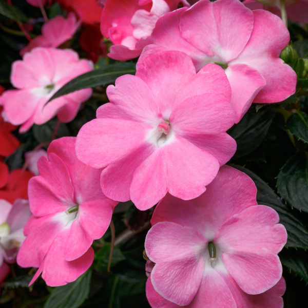 SunPatiens hybrida 'Vigorous Pretty Pink'