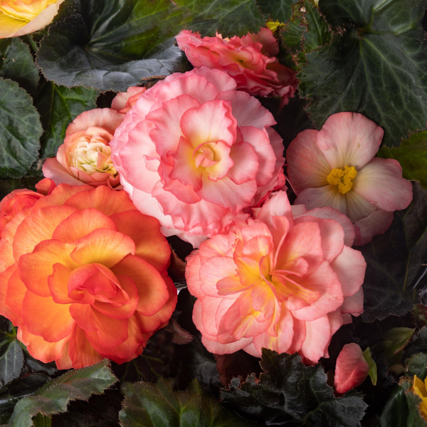 Begonia Tuberous tuberhybrida 'Limitless Sunrise'