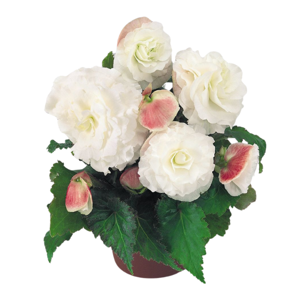 Begonia Tuberous tuberhybrida 'Nonstop Appleblossom'