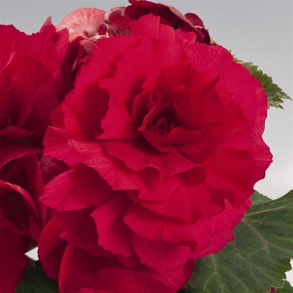 Begonia Tuberous tuberhybrida 'Nonstop Deep Rose'