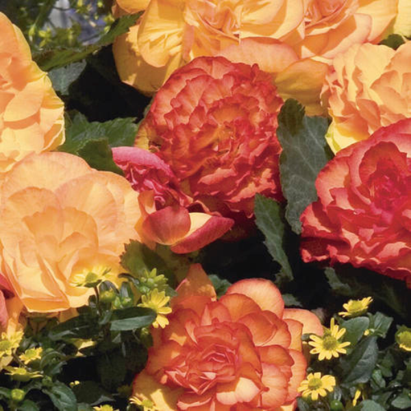 Begonia Tuberous tuberhybrida 'Nonstop Fire'