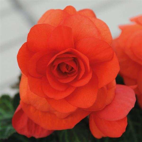 Begonia Tuberous tuberhybrida 'Nonstop Orange'