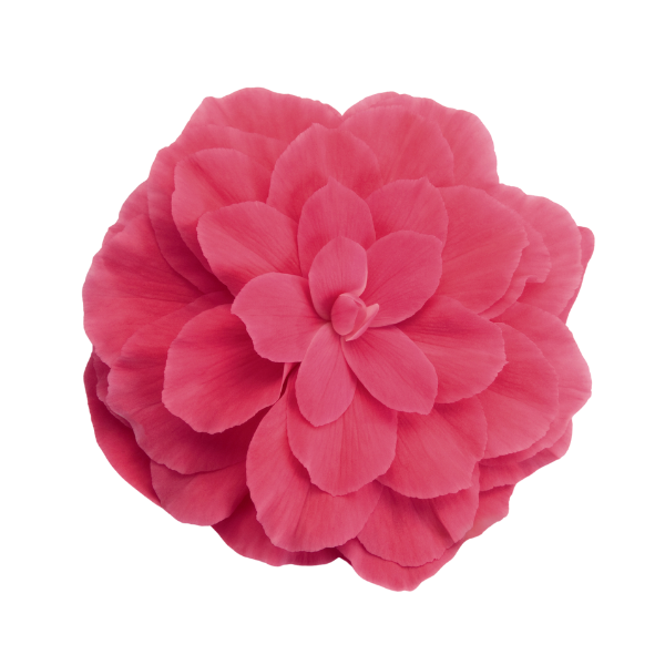 Begonia Tuberous tuberhybrida 'Nonstop Pink'