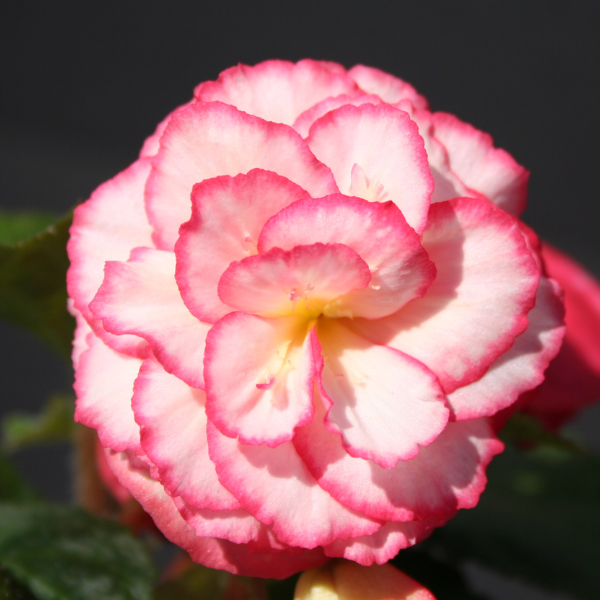 Begonia Tuberous tuberhybrida 'Nonstop Rose Petticoat'