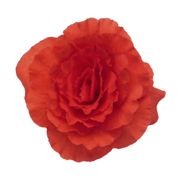 Begonia Tuberous tuberhybrida 'Nonstop Salmon'