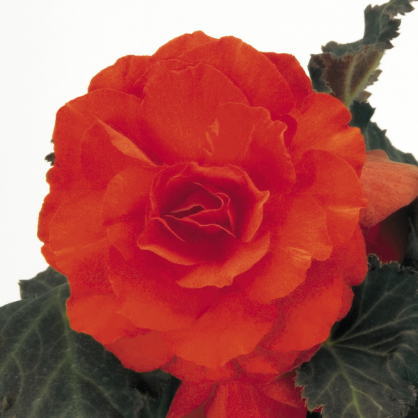 Begonia Tuberous tuberhybrida 'Nonstop Mocca Deep Orange'