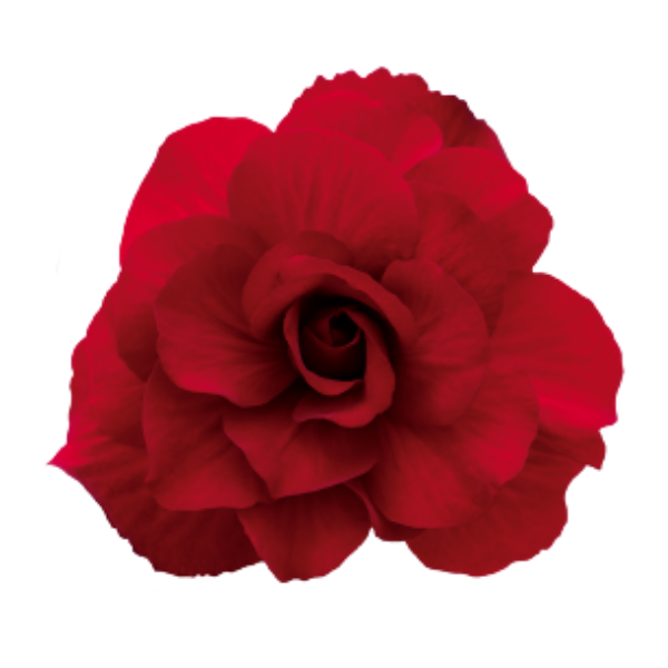Begonia Tuberous tuberhybrida 'Nonstop Mocca Deep Red'