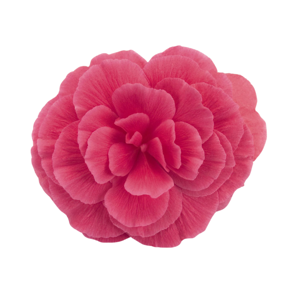 Begonia Tuberous tuberhybrida 'Nonstop Mocca Pink Shades'