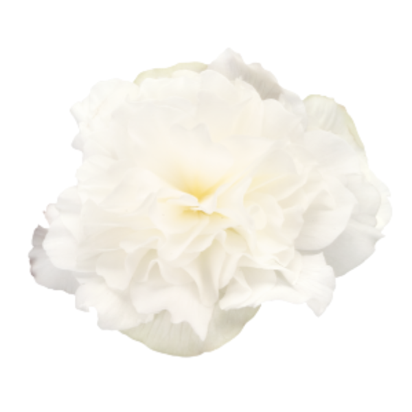 Begonia Tuberous tuberhybrida 'Nonstop Mocca White'