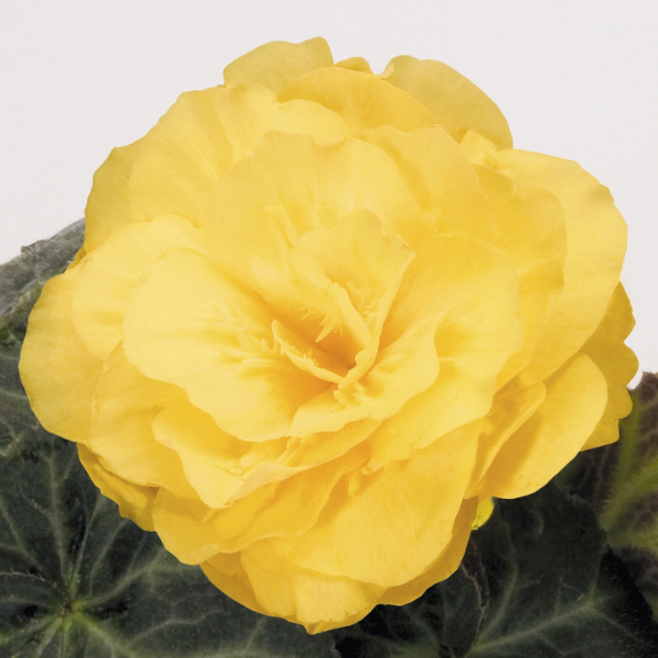 Begonia Tuberous tuberhybrida 'Nonstop Mocca Yellow'