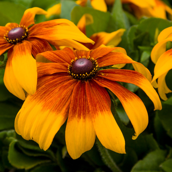 Rudbeckia hirta 'Rising Sun Chestnut Gold'