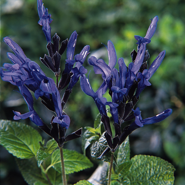 Salvia guaranitica 'Black and Blue'