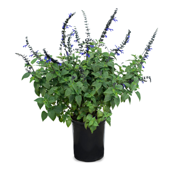 Salvia guaranitica Bodacious Rhythm & Blues